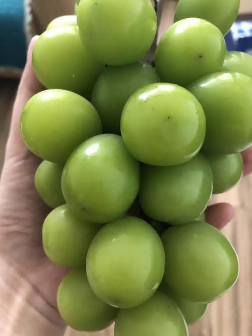新鲜水果