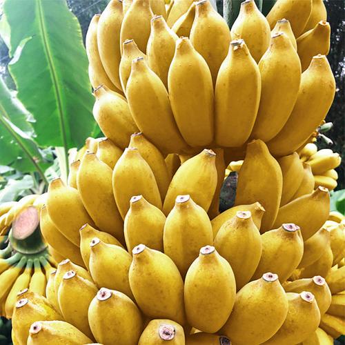 广西现摘小米蕉当季新鲜水果10斤整箱自然熟banana苹果蕉香蕉粉蕉